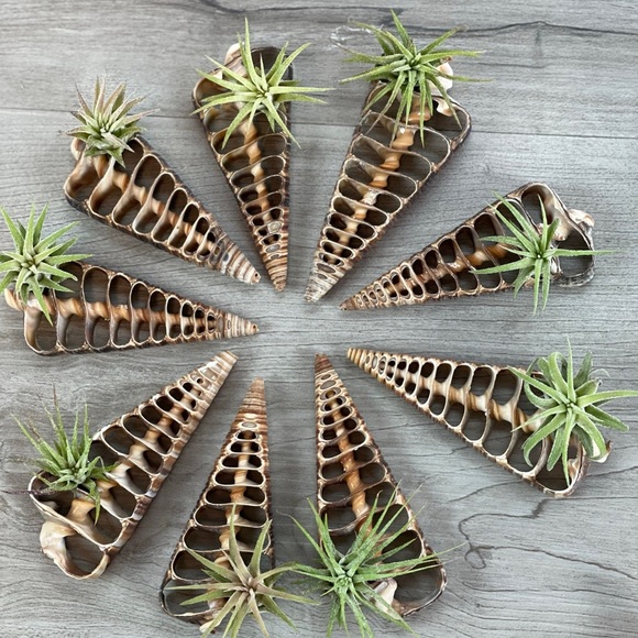 🔆AIR PLANT BUDDIES🔆 LIVE PLANTS SHIPPED WITH CARE - Picture 9 of 10